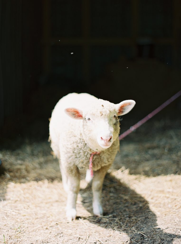 Lamb at wedding in Southern Ontario photographed by Kayla Yestal www.kaylayestal.com