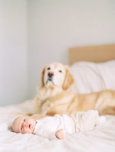 Six-Week-Old Newborn Session | Natural Light Newborn Session Photographed In Home Nursery | Newborn Photos with Dogs | Dog and Newborn Poses | Muskoka Newborn Photographer
